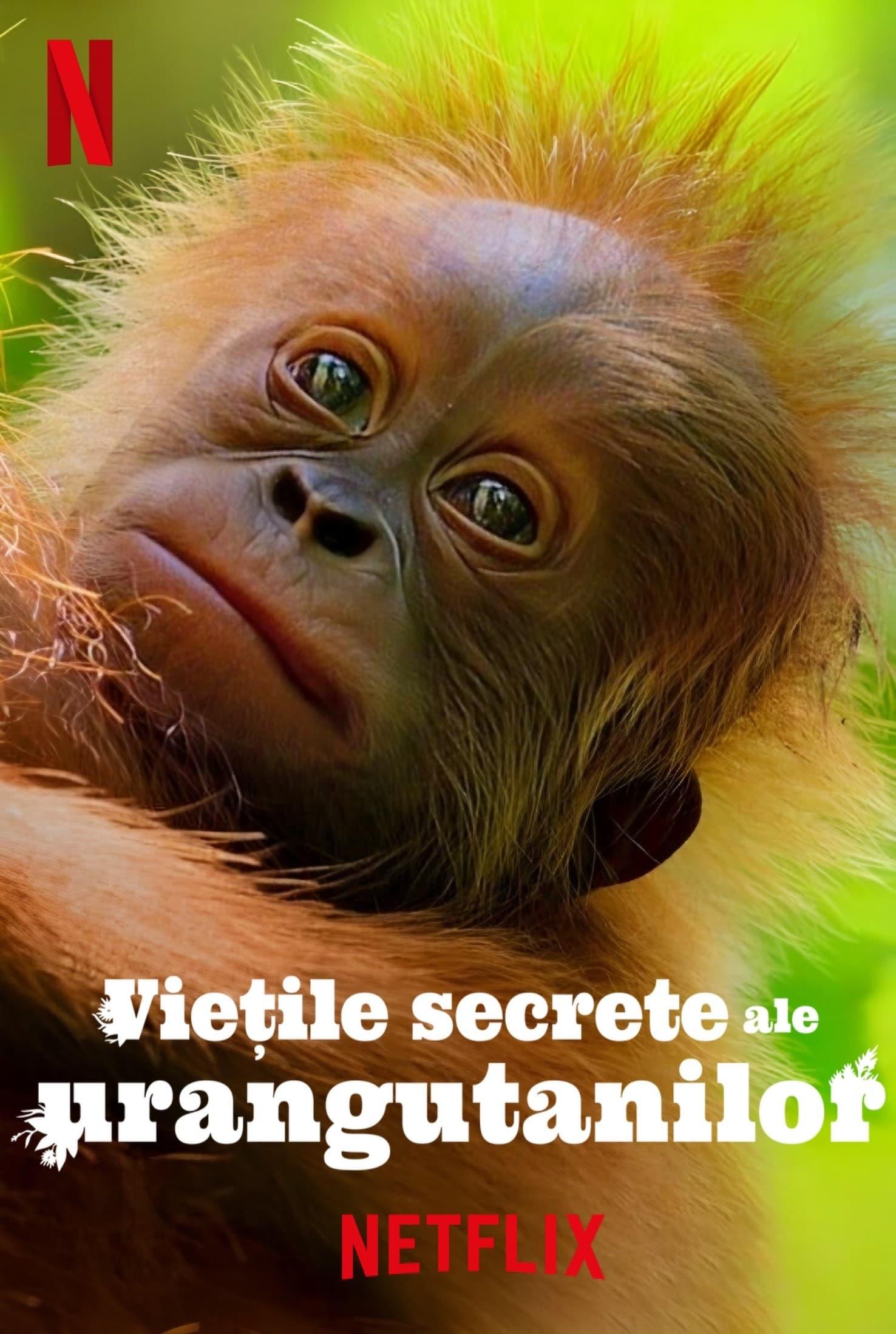 Poster of Viețile secrete ale urangutanilor